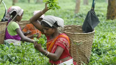 Assam's Sonowal Kachari Tribe's 39 Medicinal Plants Offer Clues for Future Drugs