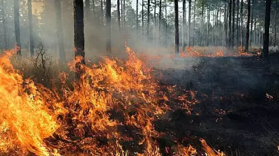 Bengaluru Locals' Swift Action Prevents Major Forest Fire in Turahalli