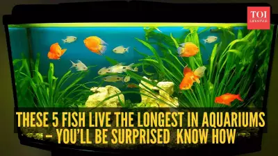 Beyond Decor: 5 Pet Fish That Can Live for Decades with Proper Care