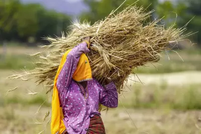 Bhagalpur Rabi Crops Devastated by Unseasonal Cyclonic Rains, 22,000+ Hectares Affected