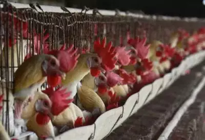 Bird Flu Outbreak Confirmed at Nagpur Hatchery, Officials Face Action