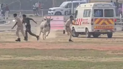 Bizarre Bihar Bull Crashes Begusarai Helipad Before Nitish Kumar's Arrival, Chases Cop