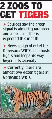 Central Zoo Authority Approves Transfer of Eight Tigers from Overcrowded Gorewada Facility