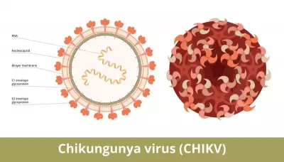 Chikungunya: Beyond Fever, A Disease with Debilitating Long-Term Effects