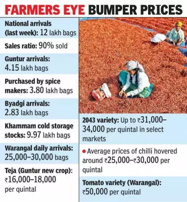 Chilli Markets See Brisk Trade as Fresh Arrivals Surge Amid Strong Domestic Demand