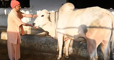 CM Yogi Engages in Cow Service, Feeds Jaggery and Roti to Cattle