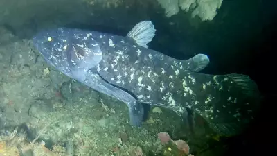Coelacanth: The Living Fossil Fish That Defied 66 Million Years of Extinction