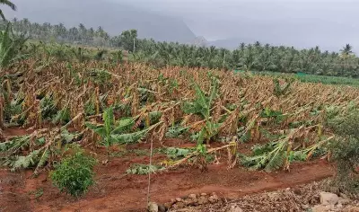 Coimbatore Hailstorm Devastates Crops, Farmers Face Unprecedented Losses