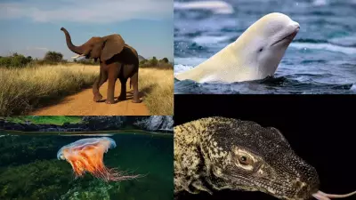 Earth's 9 Largest Animals That Dwarf a Bus in Size and Scale