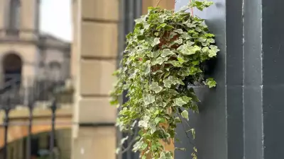 English Ivy: The Resilient and Versatile Plant for Homes and Gardens