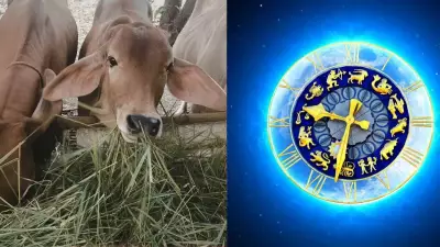 Feeding Cows on Wednesdays: A Vedic Astrology Remedy for Mercury's Blessings