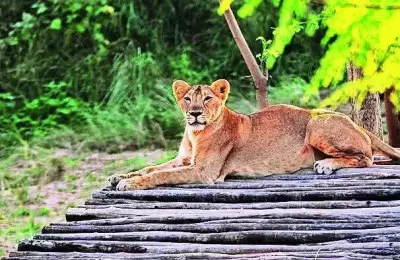 Four Asiatic Lion Cubs Born at Etawah Safari Park in Uttar Pradesh