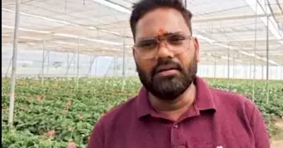 Gerbera Cultivation Subsidy Transforms Farmer Neeraj's Fortune in Barabanki