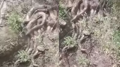 Giant Python Cluster Spotted Near Himachal Temple, Video Goes Viral