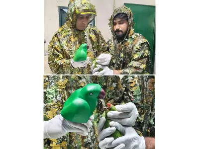 Gopalan Foundation Students Innovate Mother Parakeet Model to Rescue 46 Orphaned Chicks