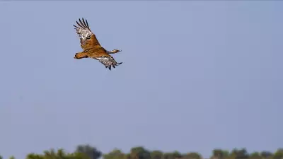 Great Indian Bustard Chick Hatches in Gujarat After a Decade-Long Wait
