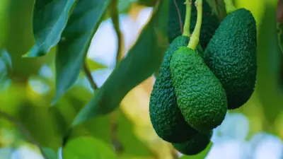 Grow Avocados at Home in India: Save Money with Container Gardening