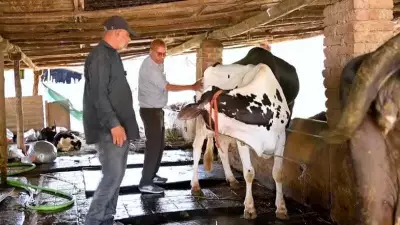 Gujarat's 'Miracle Boy' Achieves 80% Cattle AI Success, Boosting Dairy Yields
