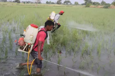 Haryana Farmers Consider Organic Shift Amid Fertilizer Supply Crisis from Ukraine War