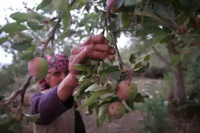 Himachal Pradesh Apple Output Rises in 2025, But Cultivation-Production Gap Raises Concerns
