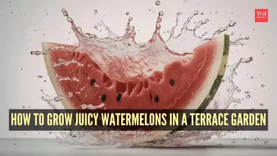 How to Grow Juicy Watermelons in a Terrace Garden: A Complete Guide