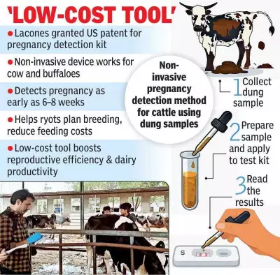 Hyderabad Lab's US Patent for Cattle Pregnancy Kit Aids Indian Farmers