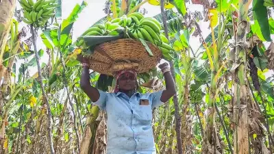 IMD Forecasts Heavy Rain and Hailstorms in Maharashtra, Advisory Issued for Rabi Crops