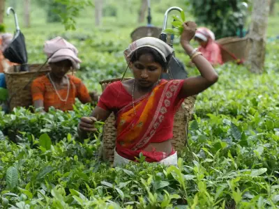 Indian Tea Exporters Monitor West Asia Tensions as Key Market Faces Uncertainty