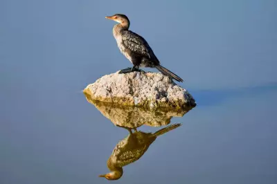 India's Lesser-Known Species Fight for Survival Beyond Tigers and Elephants