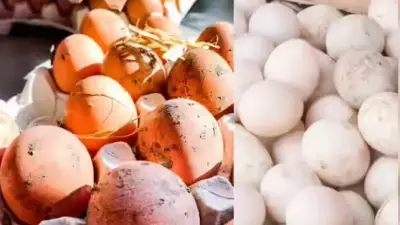 Israel-Iran War Halts Namakkal Egg Exports, Daily Losses Hit Rs 5 Crore