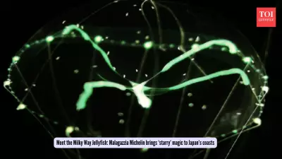Japan's Milky Way Jellyfish Discovery: A New Species Lights Up Coastal Waters