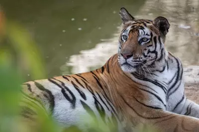 Kali Tiger Reserve: Illegal Tourism Constructions vs. Conservation Efforts