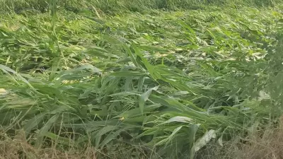 Karnataka Farmers Face Devastating Hailstorm, Paddy and Grapes Crops Severely Damaged