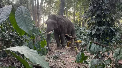 Karnataka Forest Team Rescues Injured Elephant in Kodagu District