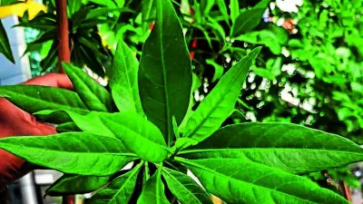 Karnataka High Court Directs Review of Conocarpus Trees Amid Health Concerns