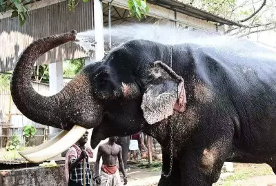 Karnataka Launches Elephant Task Force in Mangaluru to Combat Wild Elephant Menace