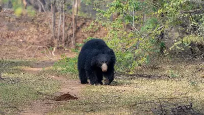 Karnataka Villagers Kill Bear After Fatal Attack on Shepherd in Forest Area