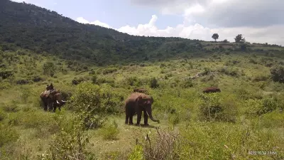 Karnataka's Forest Cover Declines Despite Rising Animal Populations, Minister Reveals