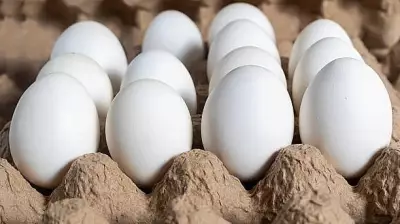 Karnataka's Poultry Industry Faces Crisis as Egg Prices Plummet Due to Export Woes