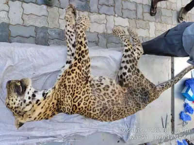 Leopard Bittu Dies at SGNP Hospital from Polycystic Kidney Disease