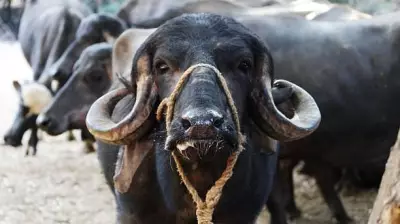 Maharashtra Cow Vigilantes Force Truck Helper to Eat Dung in Disturbing Attack