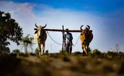 Maharashtra Expands Flood Relief for Farmers, Removes Livestock Compensation Caps