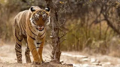 MoEF Directs Karnataka to Probe Illegal Resort in Bhadra Tiger Reserve