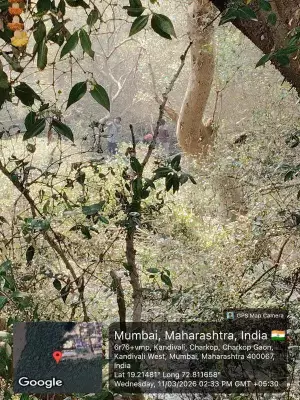 Mumbai Coastal Road Project Sparks Fresh Clash as Mangrove Cutting Begins in Charkop