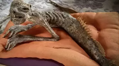 Mummified 'Kappa' Figure Discovered in Fukushima House, Experts Confirm Crafted Artefact