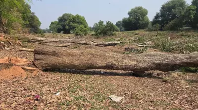 Mysuru Forest Department Launches Probe into Illegal Felling of 63 Trees