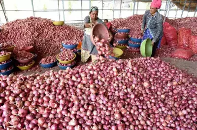 Nashik Onion Farmers Demand MSP and Market Intervention Amid Price Slump