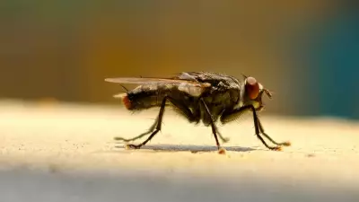 Natural Homemade Fly Trap: Kitchen Ingredients to Eliminate Flies Safely