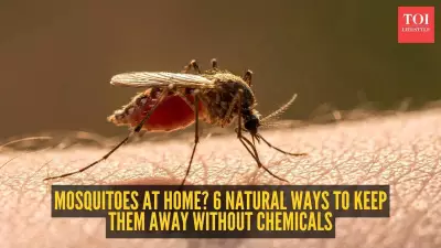Natural Mosquito Control: 6 Chemical-Free Ways to Keep Your Home Safe