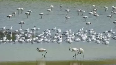 Navi Mumbai's Flamingo Wetlands Face Toxic Crisis, Activists Declare Emergency